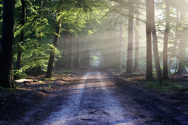 Forest Fantasy